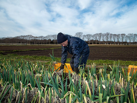 雪が降る前の冬支度。寒さで甘〜くなった長ネギのお引越し