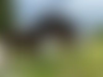 新しい仲間が増えました