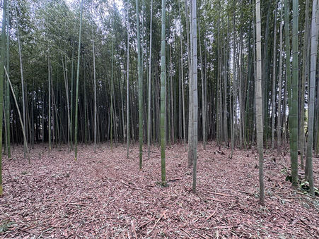 【竹林再生プロジェクト Vol.2】放置竹林に光が戻った!「1㎡に1本」の理想を目指す現場から。