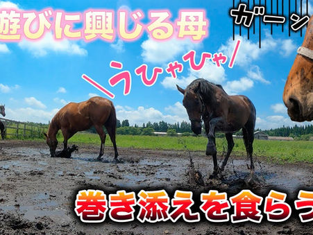 東北牧場YouTubeチャンネルご紹介📺