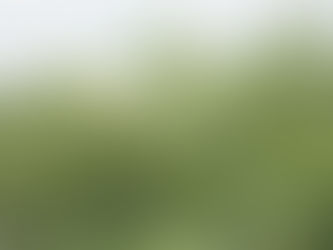 タラノキの花が咲きました