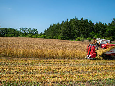 青森・東北町から東京・府中へ!無農薬・無化学肥料で育てた黄金の小麦、収穫スタートです