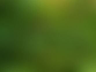 きれいな花、でも実がつかない…?東北牧場の梅の木たちが教えてくれる自然の難しさ