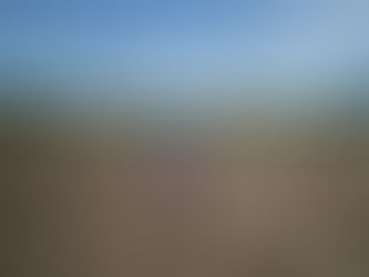 ネバリスターの種芋を植えました