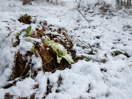 お彼岸なのに雪!?冬に逆戻りした今朝の牧場