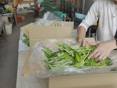バジル香る畑から、夏の恵みを届けます