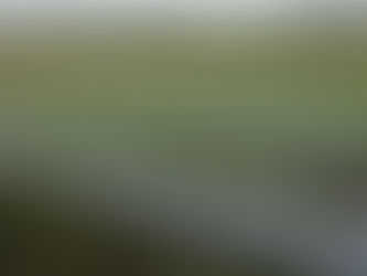 さつまいも、根付いた。