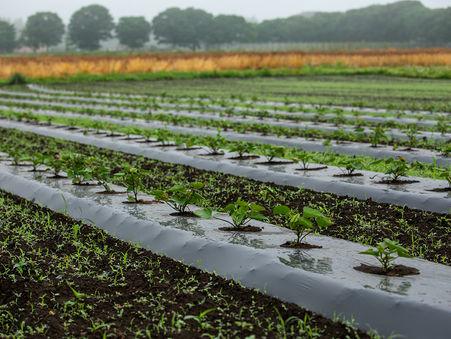 さつまいも、根付いた。