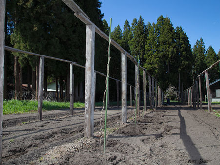 キウイフルーツの苗木を植えました🥝