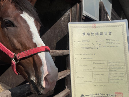 ギシギシ、新たなステージへ 〜種牡馬としての道を歩む〜