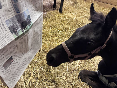 東奥日報に東北牧場の仔馬たちが掲載されました!