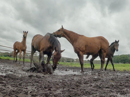 水溜りが残る放牧地🐴
