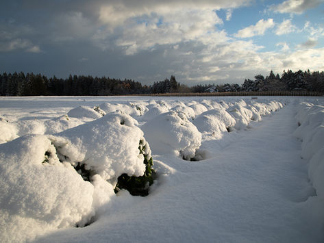 雪の畑で深まる、野菜の甘み