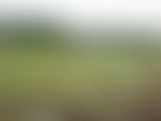 荒地だった田んぼにツユクサが咲くまで