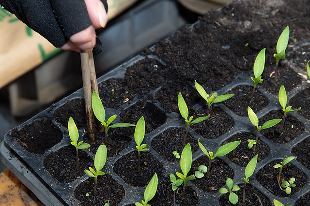 ピーマンの鉢上げ ピーマンの鉢上げ