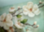IMG_5288.jpeg