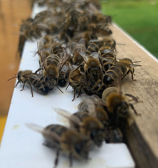 Bee Frame pic_edited.jpg