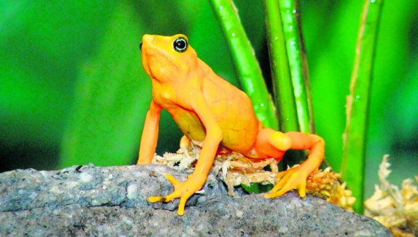 rana dorada-Valle de Anton