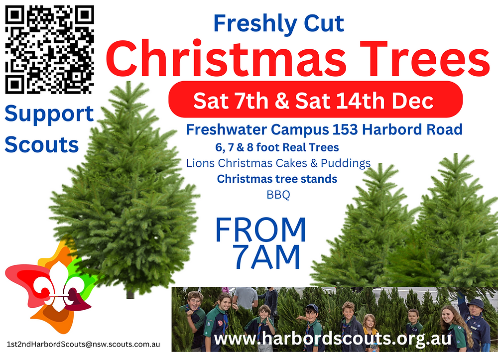 How Fresh are Scout Christmas Trees