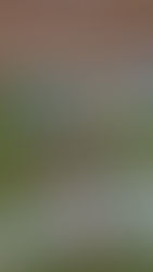 Painting signs for our Christmas trees