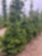 Picea abies ‘Ohlendorffii’.jpg