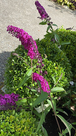 Buddleja davidii -Sommerfuglbusk.JPG