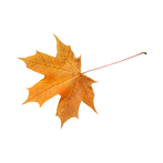 leaf orange no background.png