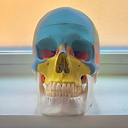 Colourful, anatomical Skull