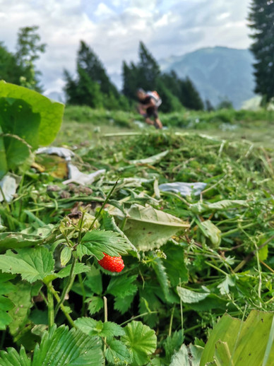 Erdbeere Au im Bregenzerwald