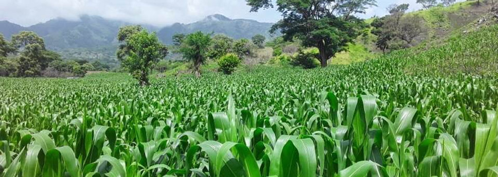 Chepe Ruiz's cornfield in Monte el Padre