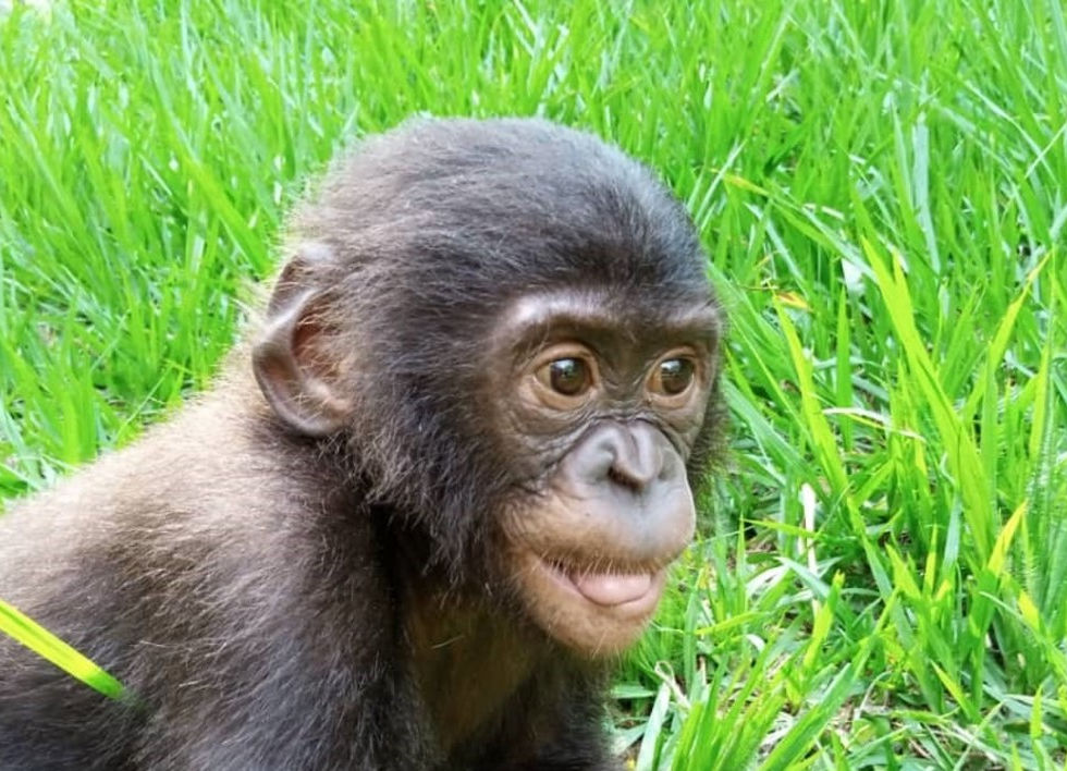 bonobo-à-parrainer