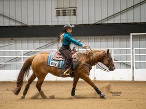 Champions All Breed Open Horse Show
