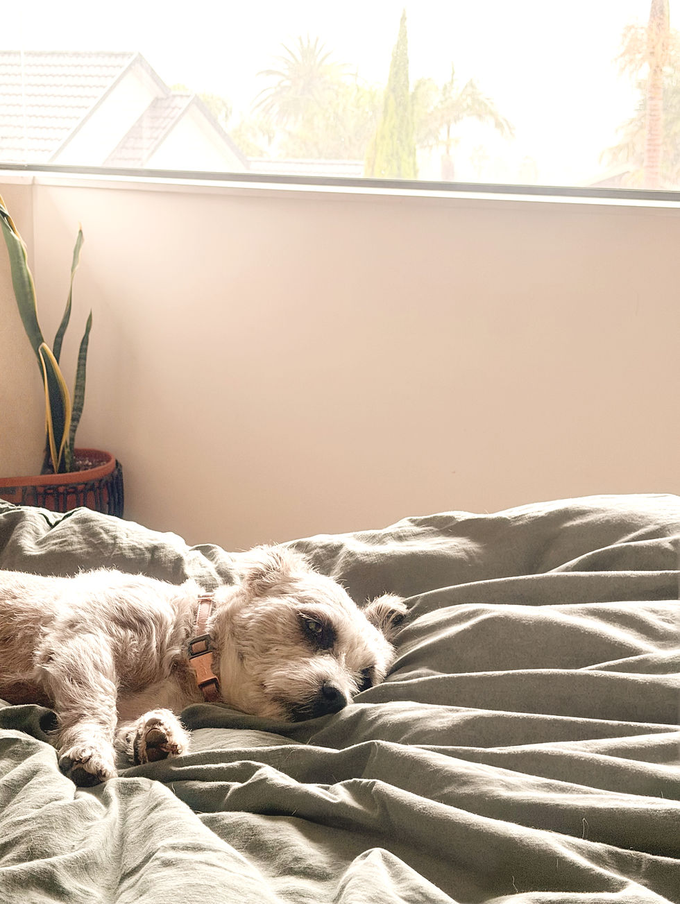 bella-on-bed