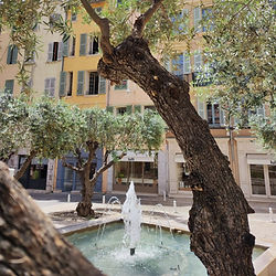 Fontaine de la place des Halles de Toulon entourée d’oliviers