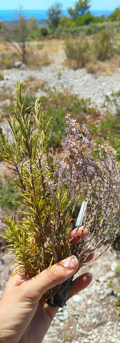Branches de thym et romarin fraîchement ceuillies