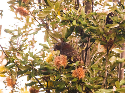 Confirmed sighting of Kākā