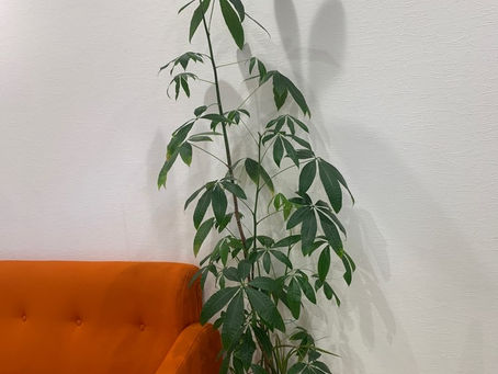 観葉植物2