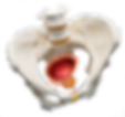 Pelvis