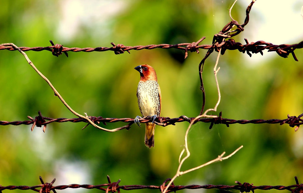 Bird on barbed wire