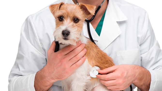 Auxiliar Veterinário
