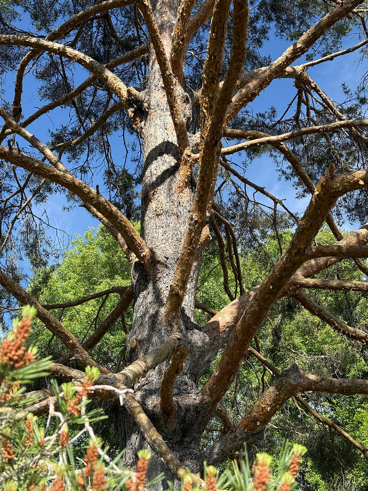 16 Scotch Pine Branches