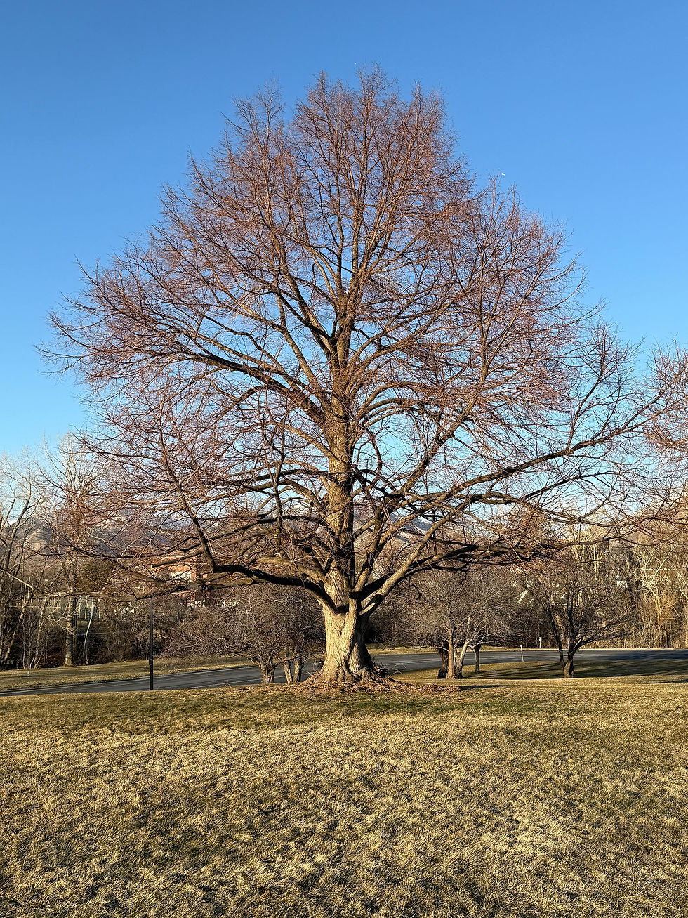 19-SHP-Arboretum-Littleleaf-Linden-Winter.jpg