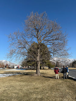 01-SHP-Arboretum-Norway-Maple-Winter