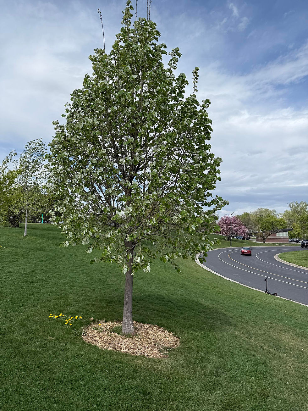 20-SHP-Arboretum-Silver-Linden-Spring-Green.JPG