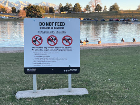 Avian Botulism and Sugar House Pond
