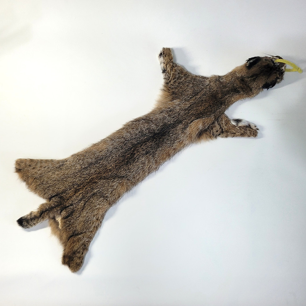 Thumbnail: Bobcat Pelt – Premium, Ethically Sourced Fur Hide