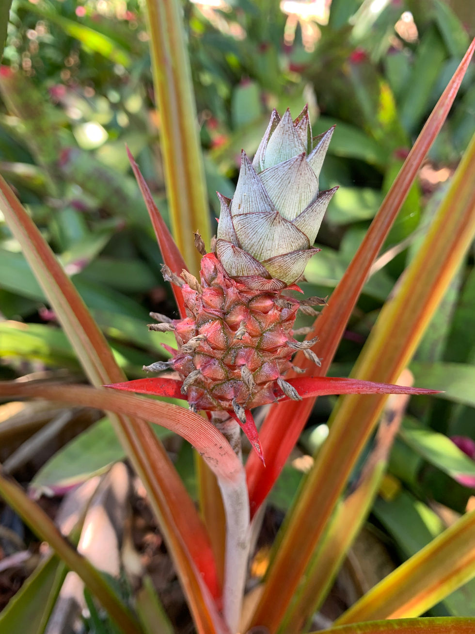 Ornamental pineapple plant from our garden in Punta Gorda, Florida