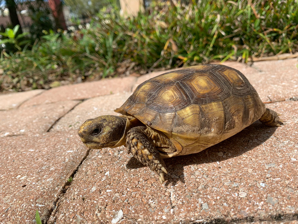 Gopher tortoise at Punta Gorda site