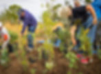 A family plants small trees and shrubs to make a forest.