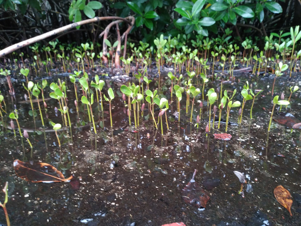 Plant study